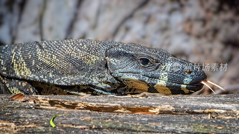 花边巨蜥(Varanus varius)